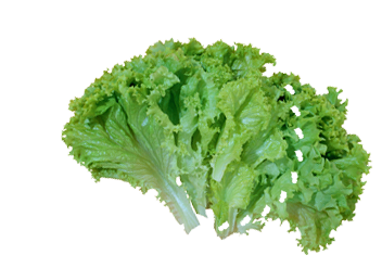 salad - business cards, ... full branding